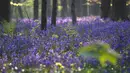 Pemandangan bunga bluebells liar, yang mekar sekitar pertengahan April, mengubah lantai hutan menjadi biru, membentuk karpet di Hallerbos, juga dikenal sebagai 'Hutan Biru', dekat Halle, Belgia (18/4). (Reuters/Yves Herman)