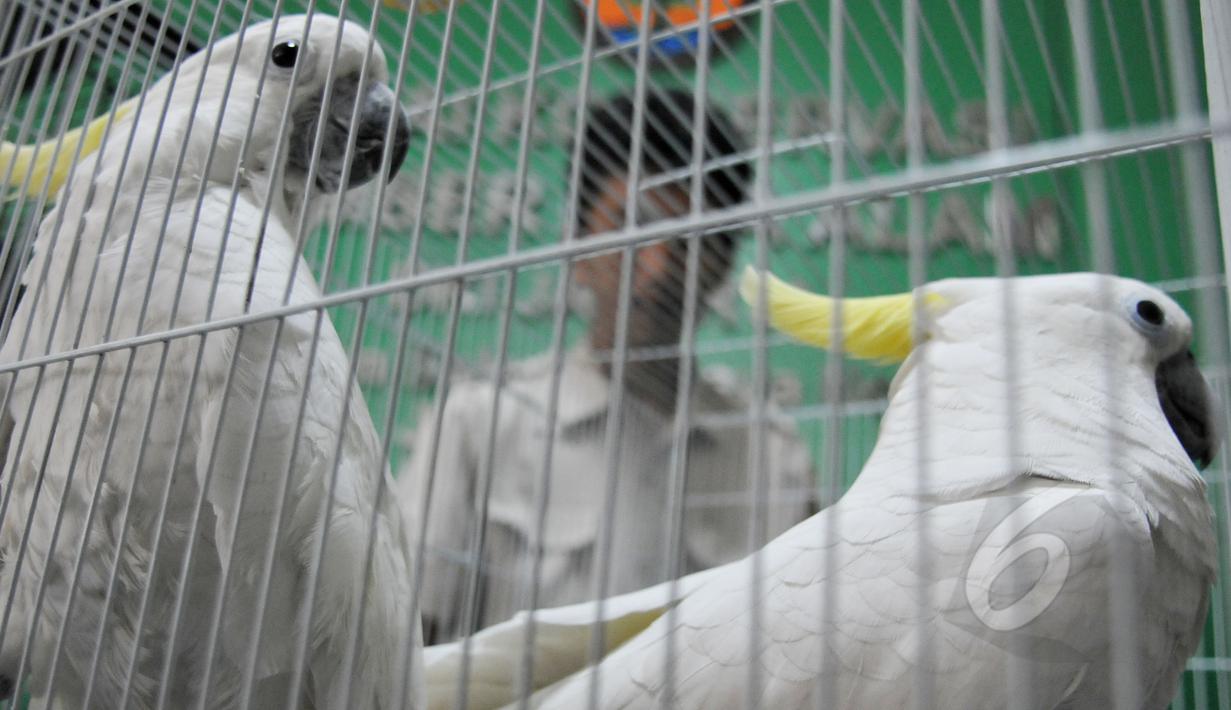 Petugas Balai Konservasi Sumber Daya Alam (BKSDA) melihat burung kakaktua jambul kuning yang diserahkan di kantor BKSDA, Jakarta, Senin (11/5/2015). BKSDA menerima 7 burung kakaktua jambul kuning dan satu burung kakatua raja. (Liputan6.com/Johan Tallo)