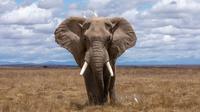 Ilustrasi gajah (Dok.Unsplash)