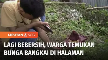 Warga Mamuju, Sulawesi Barat, dihebohkan dengan penemuan bunga Rafflesia Arnoldi, atau bunga bangkai di pekarangan rumah warga. Bunga ini ditemukan saat seorang warga tengah membersihkan halaman depan rumah.