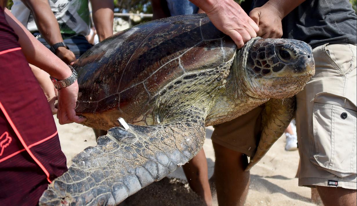 FOTO: Penyu Hijau Sitaan Polda Bali Dilepas di Pantai Kuta ...