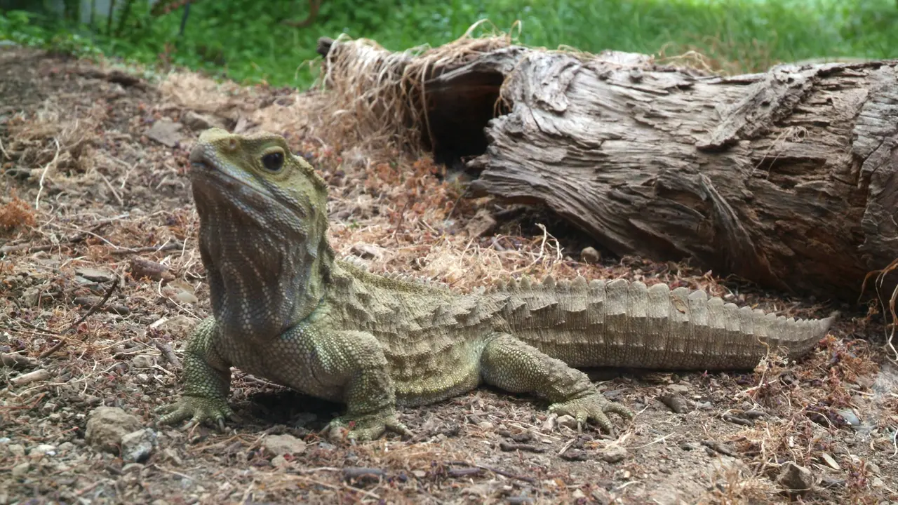 Bintang 5: Reptil Terbesar, Pembunuhan Sadis, Ular Mati