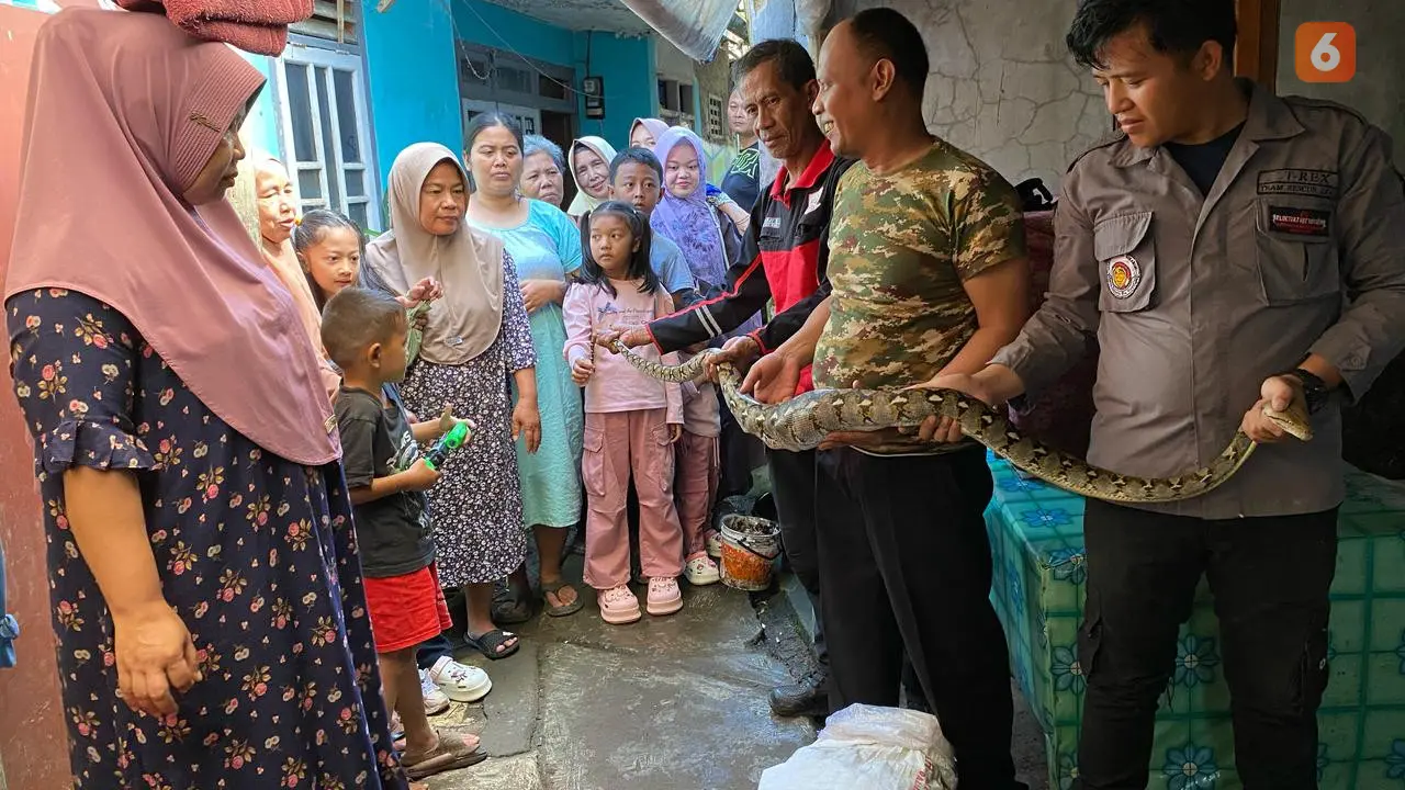 Relawan  Exalos Rescue saat mengevakuasi ukar sanca kembang di pemukiman Kecamatan Cibadak, Kabupaten Sukabumi. (Liputan6.com/Istimewa).