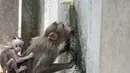 Seekor monyet minum air dari keran selama musim panas di Guindy Children's Park di Chennai, India (10/6/2019). Gelombang panas yang menyapu bagian utara dan barat India dengan suhu maksimum melonjak hingga 48 derajat Celcius ( 118 F) membuat para monyet kepanasan. (AFP Photo/Arun Sankar)