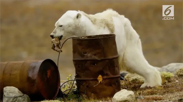 Seorang fotografer dari National Geographic, Paul Nicklen menemukan seekor beruang kutub yang kelaparan.