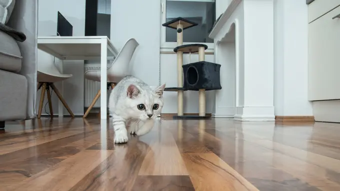 5 Aksi Lucu yang Dilakukan Kucing, Ternyata ada Alasan Ilmiahnya