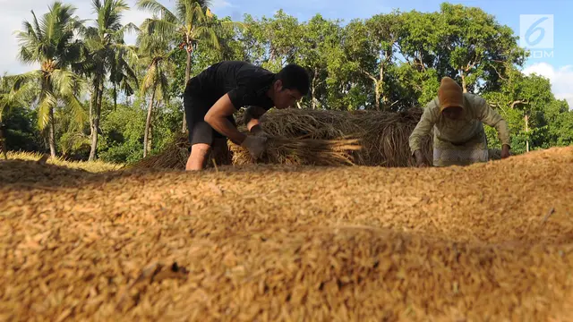 Harga Gabah Kering Turun