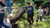 Babi hutan masuk pemukimna warga bikin resah, akhirnya berhasil ditangkap di Kabupaten Sukabumi (Liputan6.com/Fira Syahrin).