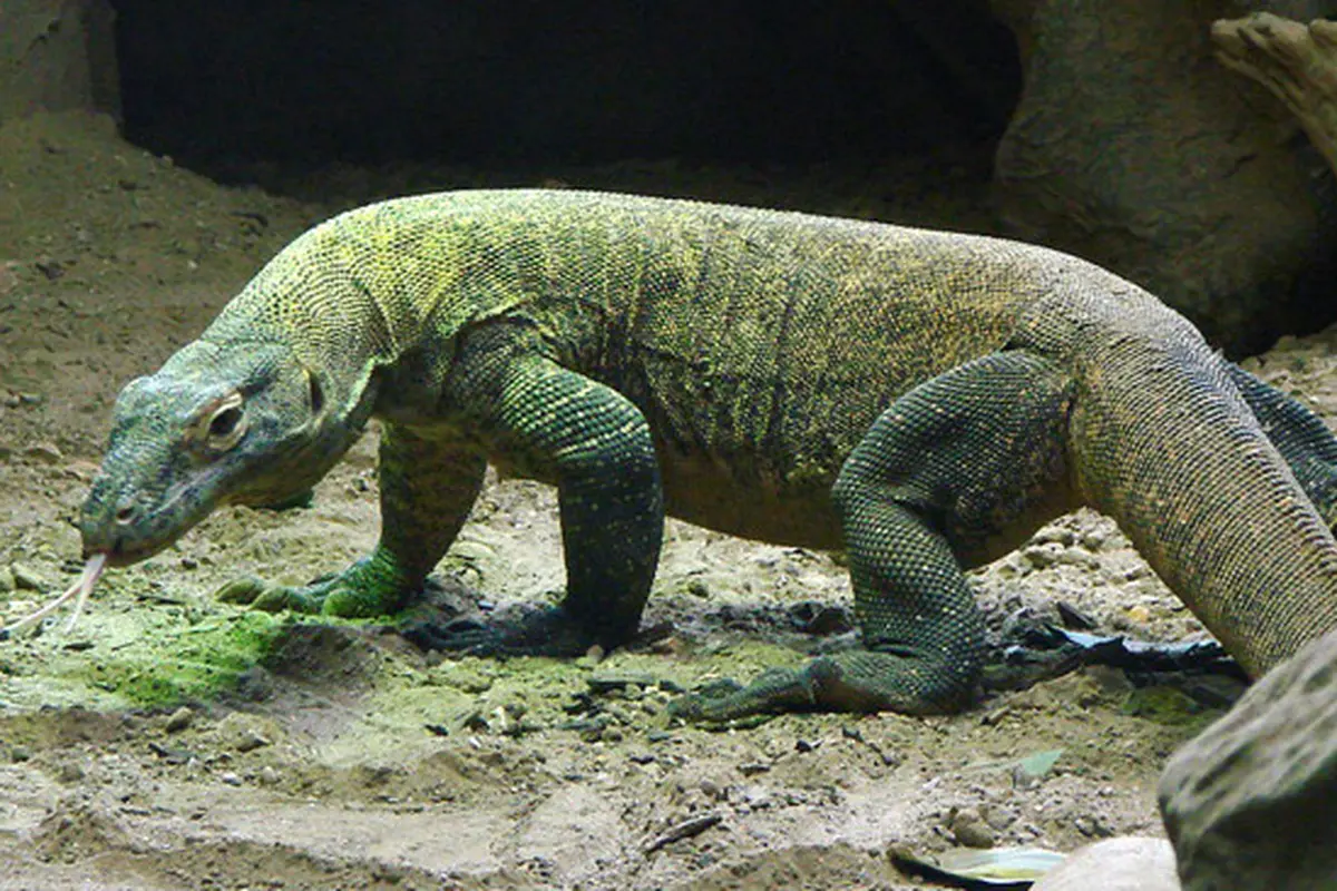 Darah Komodo Diklaim Jadi Obat Anti Infeksi Super Manjur