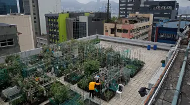 Suasana saat para pekerja memanen sayur dan buah di sebuah kebun yang berada di atap gedung industri di Hong Kong, Minggu (18/3). Bercocok tanam di atap sebuah gedung menjadi tren unik di Hong Kong. (AP Photo/Kin Cheung)