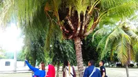 Salah satu keanehan pohon kelapa itu adalah usianya yang mencapai sembilan tahun meski sempat hampir mati. (Liputan6.com/Aldiansyah Mochammad Fachrurrozy)