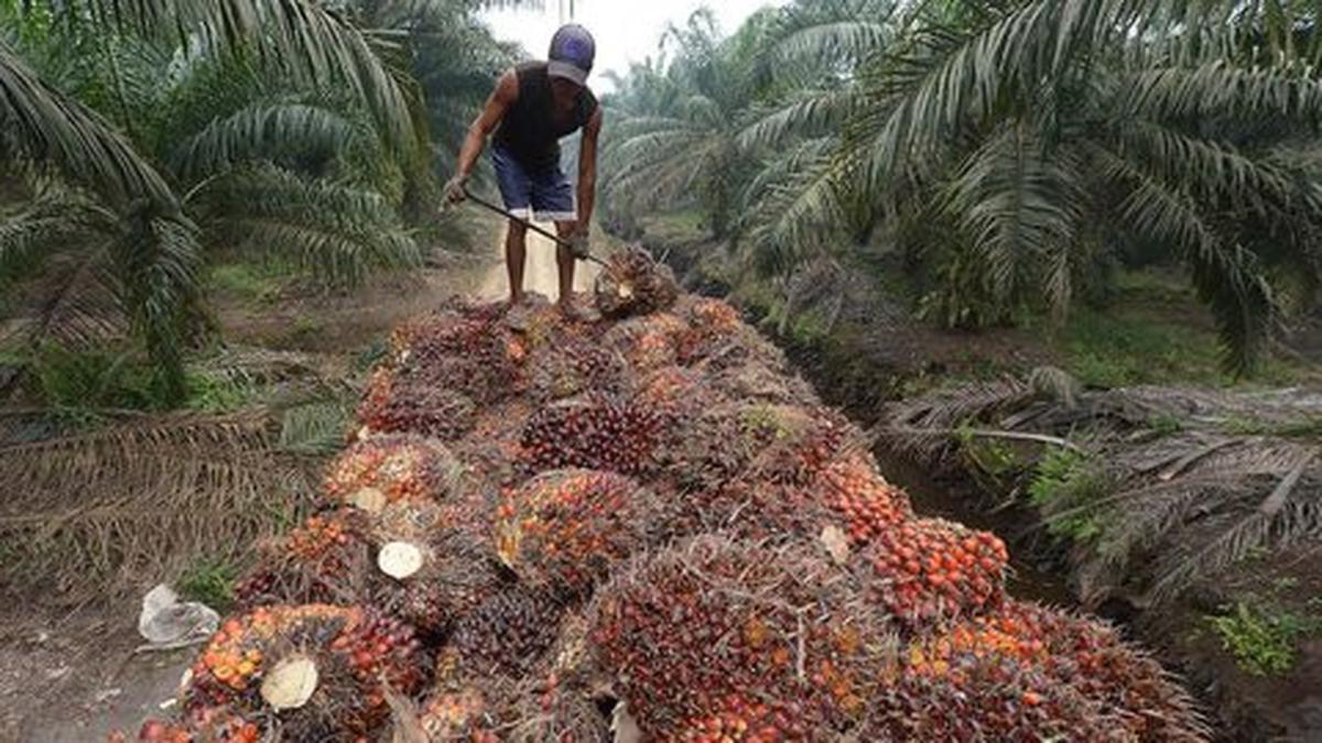Harga Sawit Anjlok, Petani Swadaya Paling Terdampak  #Bisnis