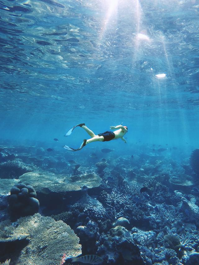 2 Turis Asing Tewas Diserang Hiu Ganas Saat Berenang di Laut Merah Mesir