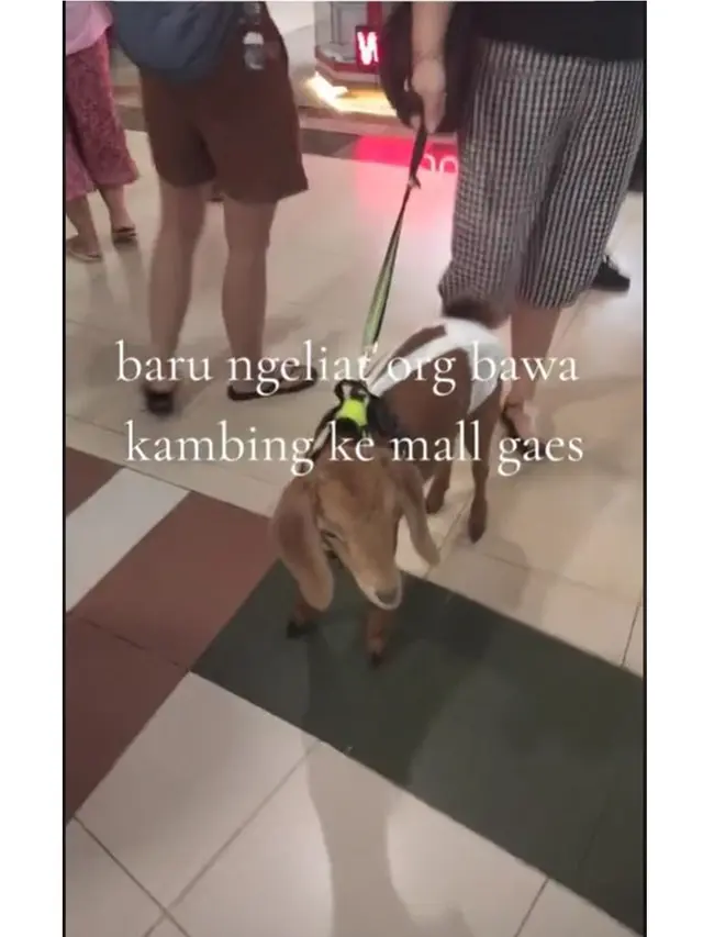 Viral Pengunjung Bawa Kambing Jalan-Jalan ke Mal, Langsung Jadi Tontonan