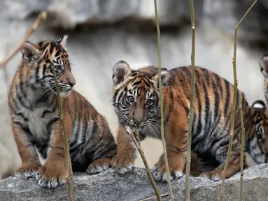 Empat harimau Sumatra muda menjelajahi kandang mereka setelah menghabiskan minggu-minggu pertama kehidupan mereka di kebun binatang di Berlin, Jerman (22/11). Empat Harimau Sumatera Muda tersebut lahir pada 4 Agustus 2018. (AP Photo/Michael Sohn)
