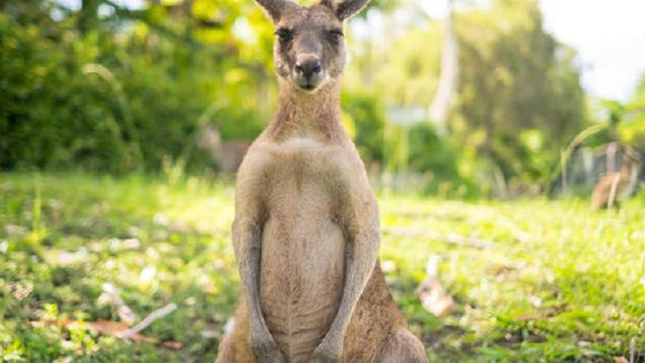 Ilustrasi kanguru (iStock)