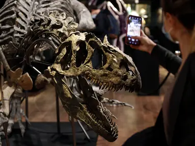 Pengunjung memotret kerangka dinosaurus Allosaurus di rumah lelang Drouot, Paris, Prancis, Sabtu (10/10/2020). Kerangka dinosaurus yang ditemukan di daerah Johnson, Wyoming, AS, tersebut akan dilelang pada 13 Oktober 2020 dan diperkirakan harganya antara 1-1,2 juta euro. (AP Photo/Thibault Camus)