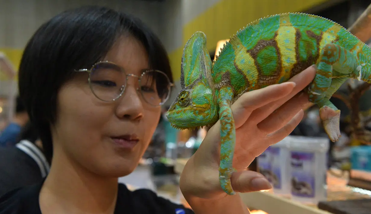 Seorang wanita memegang seekor chameleon dalam Pameran Hewan Peliharaan Thailand 2020 di Bangkok International Trade and Exhibition Center (BITEC), Bangkok, Thailand, 3 September 2020. Ajang yang digelar selama empat hari itu akan berlangsung hingga 6 September. (Xinhua/Rachen Sageamsak)