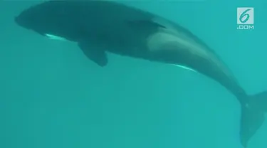 Paus Orca terlihat melintasi kawasan laut pulau Morotai.