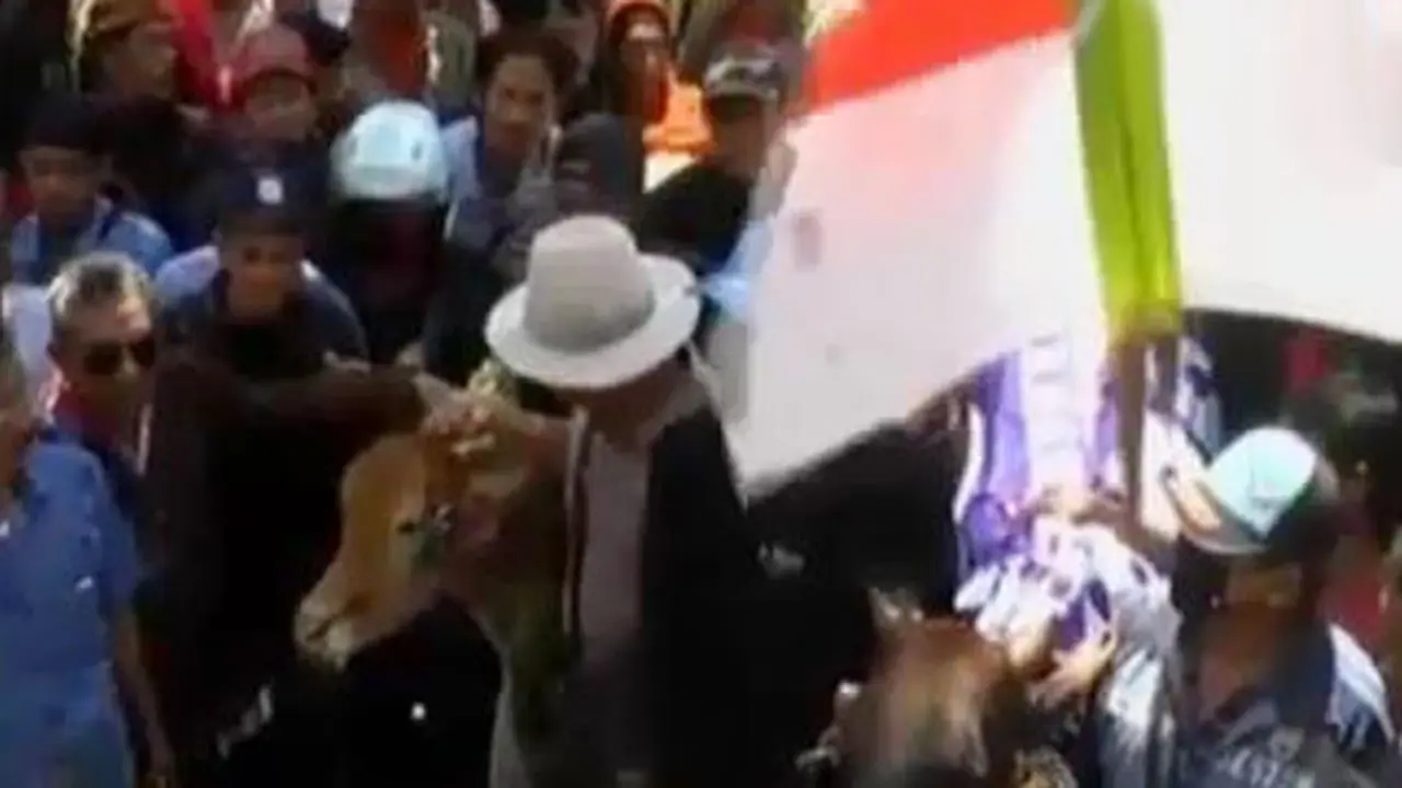 Pendukung Risma 'Daftarkan' Sepasang Sapi Ikut Pilkada