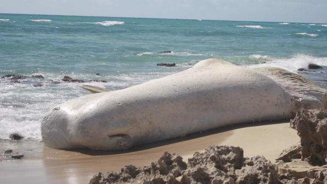Bangkai paus sperma yang hanyut di Hawaii lebih mirip marshmallow raksasa daripada mamalia laut mati. (Kredit: Kristi West)