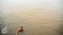 Seorang anak tampak ceria saat berenang di Sungai Kapuas, Pontianak, Kalimantan Barat, Sabtu (22/8/2015). Sungai Kapuas membentang sepanjang 1.143 kilometer. (Liputan6.com/Faizal Fanani)