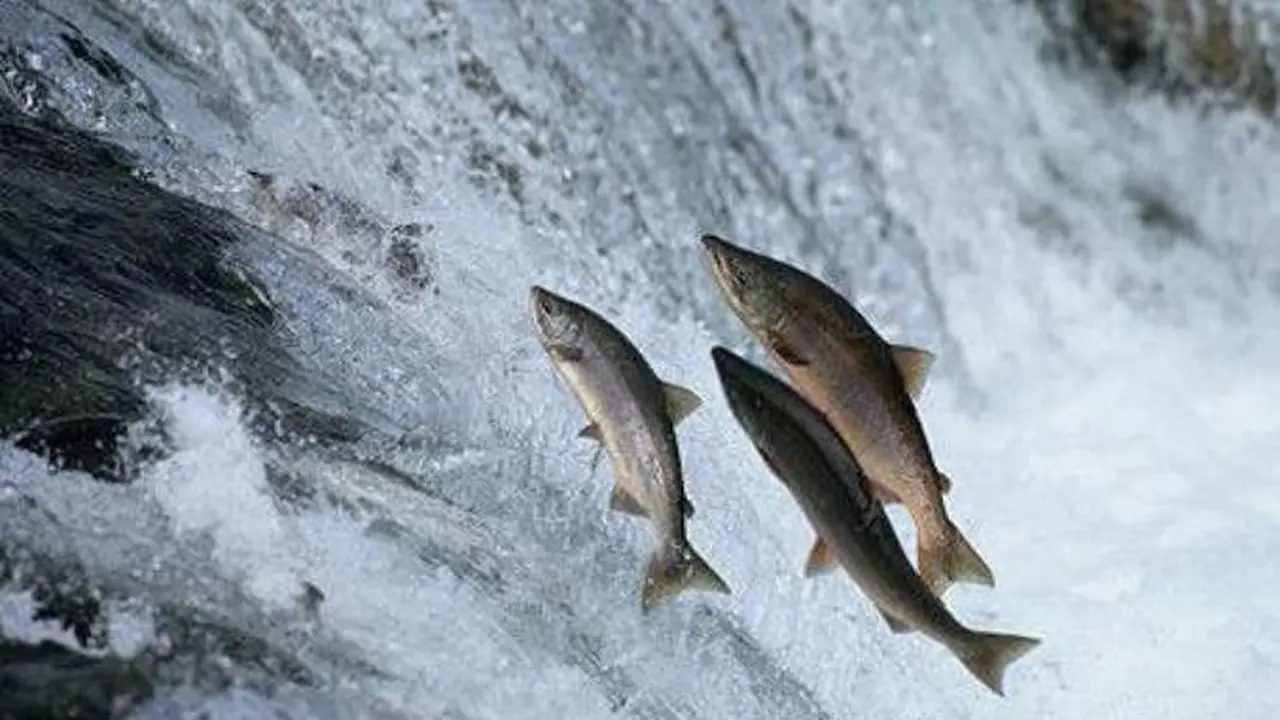 Ilustrasi Ikan Salmon