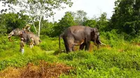 Dua gajah latih yang dikerahkan BBKSDA Riau untuk menggiring gajah liar yang masuk pemukiman di Indragiri Hulu. (Liputan6.com/Dok BBKSDA Riau/M Syukur)