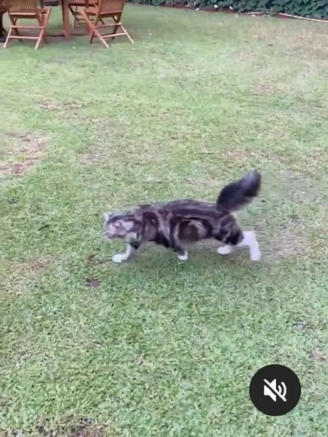 Kucing Sandiaga Uno