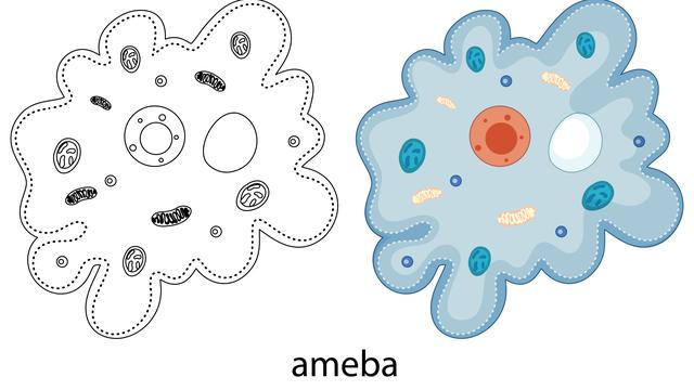 Ilustrasi amoeba, kingdom protista
