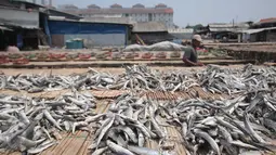 Pekerja saat menjemur ikan asin di Muara Angke, Jakarta, (4/12). Hal tersebut di sebabkan karena pasokan bahan baku mulai turun setelah Kementerian Kelautan dan Perikanan mengeluarkan sejumlah peraturan baru. Liputan6.com/Angga Yuniar