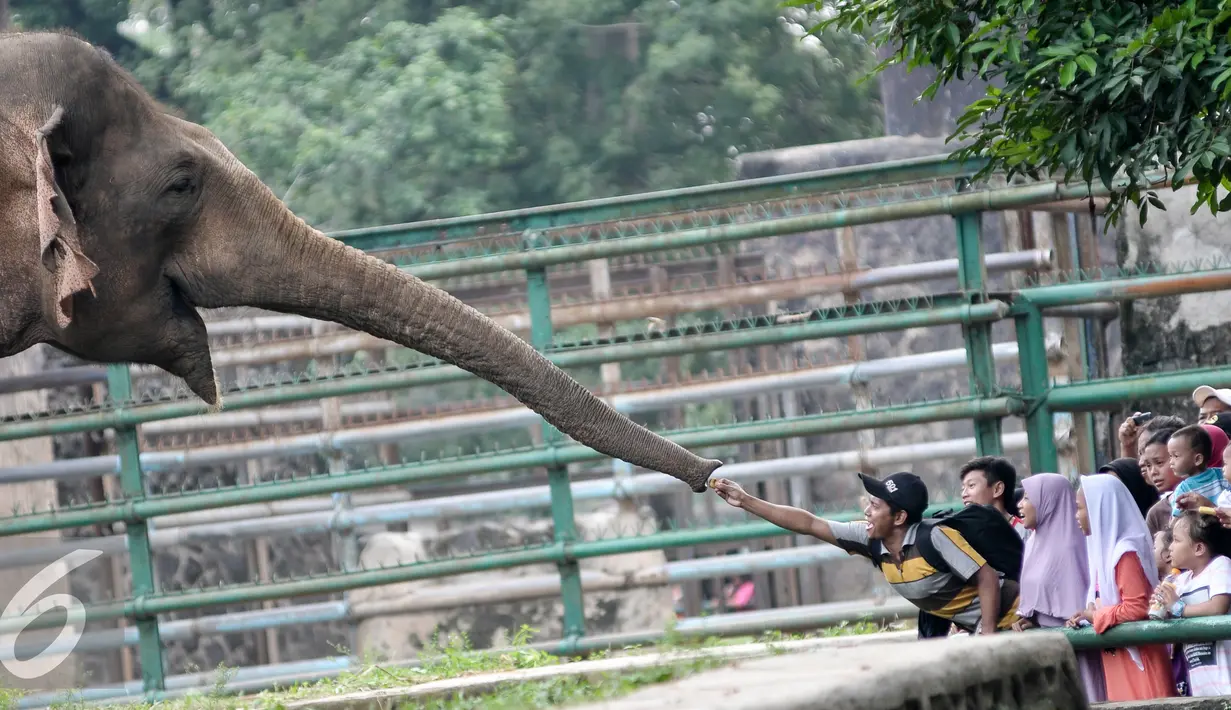 Pengunjung memberi makan seekor gajah meski terdapat larangan untuk memberi makanan kepada binatang, Jakarta, Sabtu (9/7). Pengunjung Kebun Binatang Ragunan kembali membeludak di akhir libur Lebaran. (Liputan6.com/Yoppy Renato)