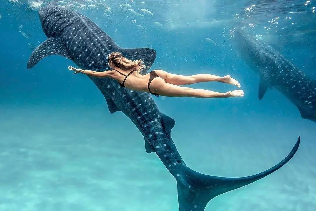 [Bintang] Diving
