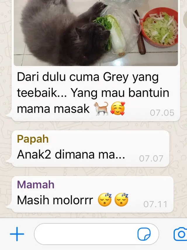 Potret Kucing 'Bantuin Masak' Di Dapur, Aksinya Bikin Gemas. (Sumber: Twitter/ZOO_FESS)