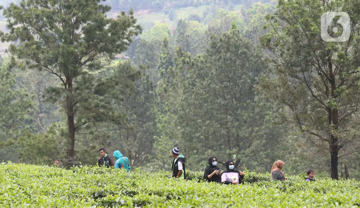 Warga berjalan-jalan di kawasan wisata Kebun teh Puncak Kabupaten Bogor Jawa Barat, Sabtu (31/10/2020). Libur panjang peringatan Maulid Nabi Muhammad SAW dimanfaatkan warga untuk mengunjungi lokasi-lokasi wiisata. (Liputan6.com/Helmi Fithriansyah)