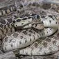 Ilustrasi Great Basin Gopher Snakes (ndow.org)