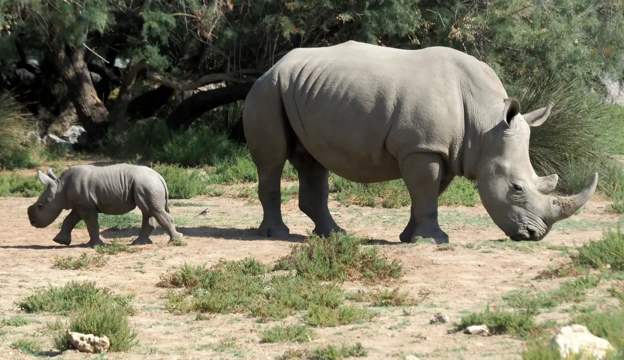 Seekor induk badak putih bernama Lima berjalan dengan bayinya di Cagar Afrika Sigean (Aude), di Prancis, 21 September 2018. Bayi badak putih jantan seberat 50 kg itu lahir setelah delapan belas bulan kehamilan. (AFP / RAYMOND ROIG)