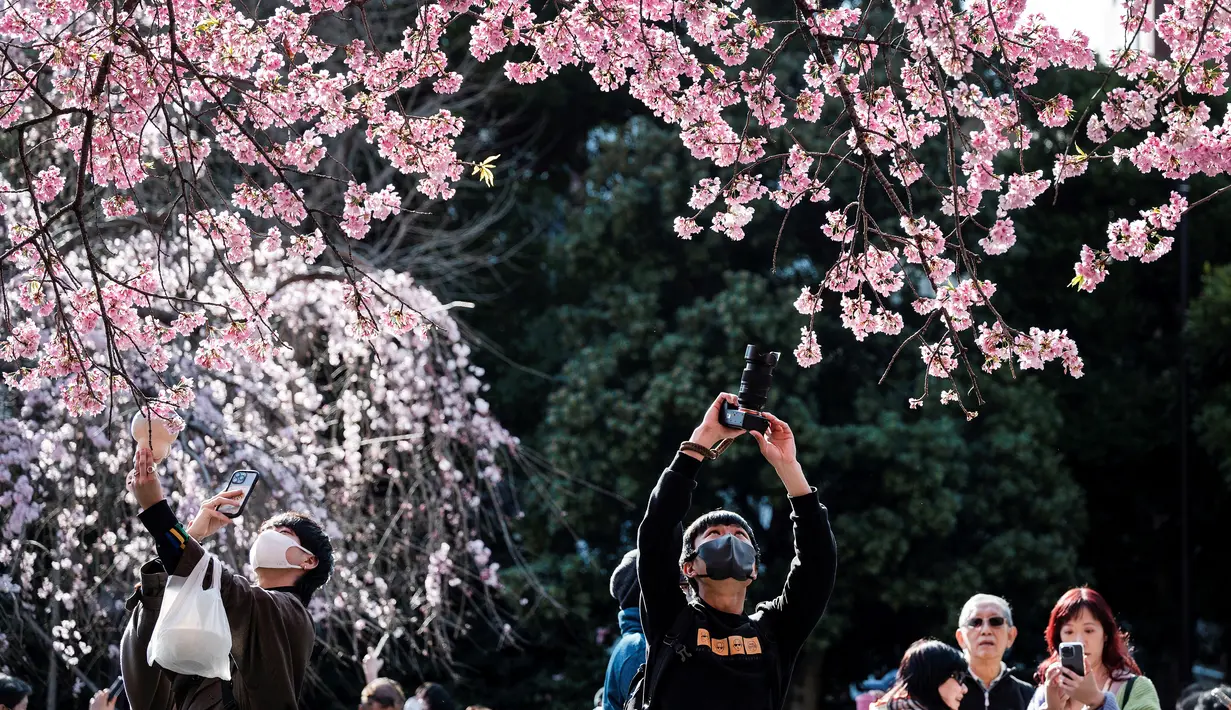 Mekarnya bunga sakura jenis somei-yoshino, yang menyumbang lebih dari 90 persen pohon sakura yang ditanam di Jepang, hanya berlangsung sekitar satu minggu dan cenderung muncul secara bersamaan di suatu wilayah karena pohon-pohon tersebut merupakan klon dari satu spesimen. (Photo by Richard A. Brooks / AFP)