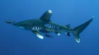 Ilustrasi ikan hiu, ikan remora. (Photo by Dan Seddon on Unsplash)
