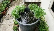 Cara Menanam Kangkung di Ember Ikan Lele, Hemat Tempat dan Bisa Panen Bahan Pangan di Rumah