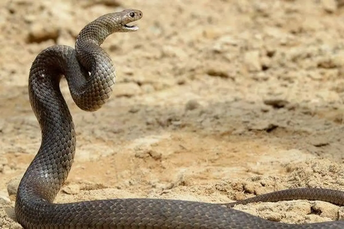Ular Kobra