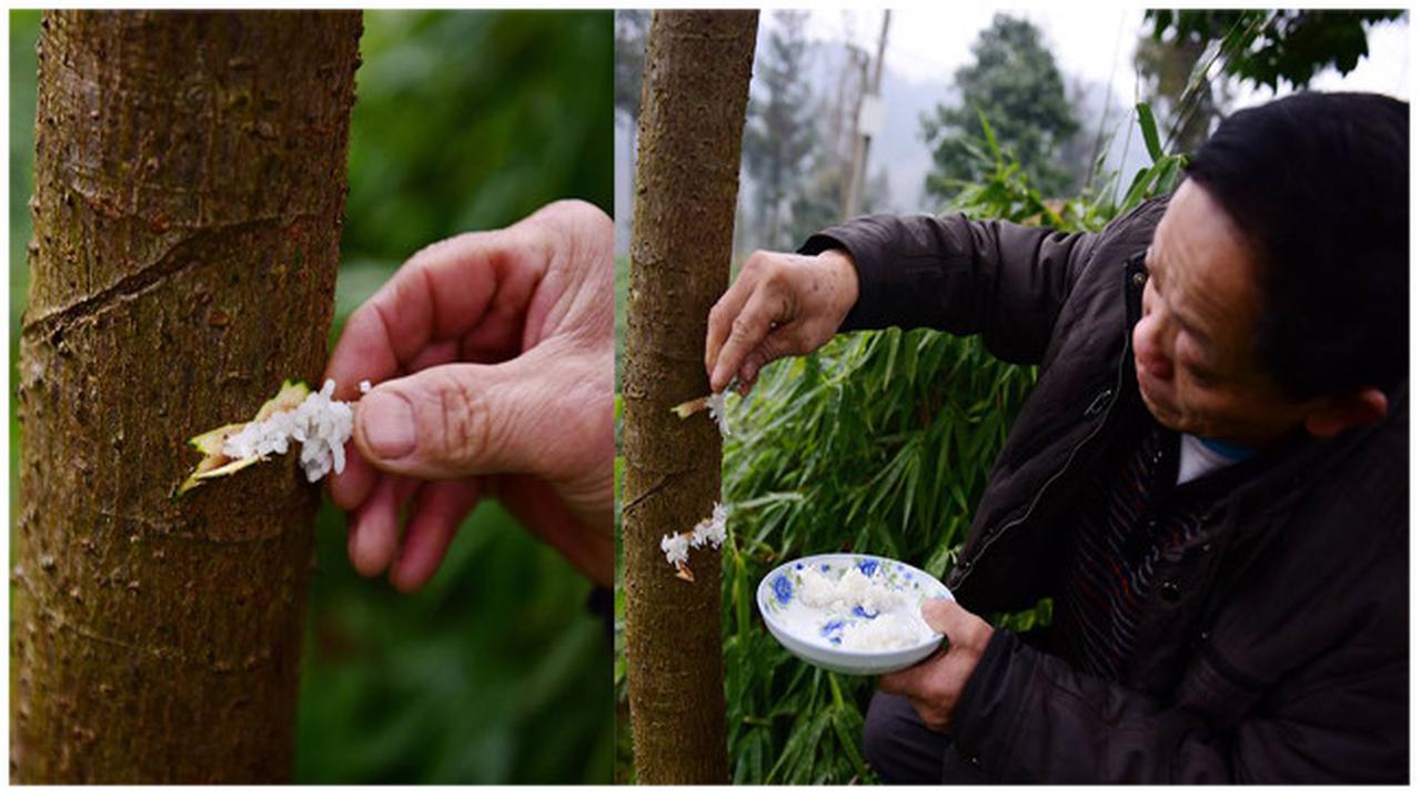 Unik, Tradisi Beri Makan Pohon dengan Nasi Bisa Suburkan Tanaman