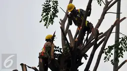Petugas melakukan penebangan pohon di sepanjang jalan DI. Panjaitan, Kebon Nanas, Jakarta, Senin (21/3). Penebangan pohon-pohon itu untuk pelebaran jalan terkait pembangunan Jalan Tol Becakayu. (Liputan6.com/Gempur M Surya)