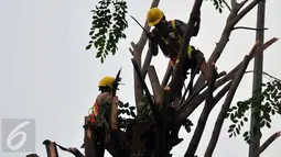 Petugas melakukan penebangan pohon di sepanjang jalan DI. Panjaitan, Kebon Nanas, Jakarta, Senin (21/3). Penebangan pohon-pohon itu untuk pelebaran jalan terkait pembangunan Jalan Tol Becakayu. (Liputan6.com/Gempur M Surya)