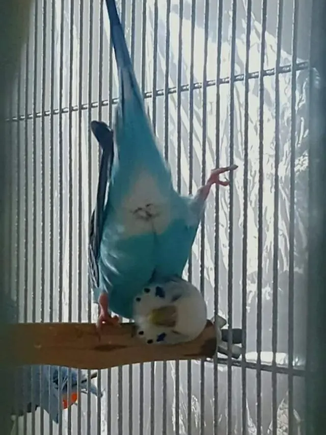 Tingkah Kocak Burung