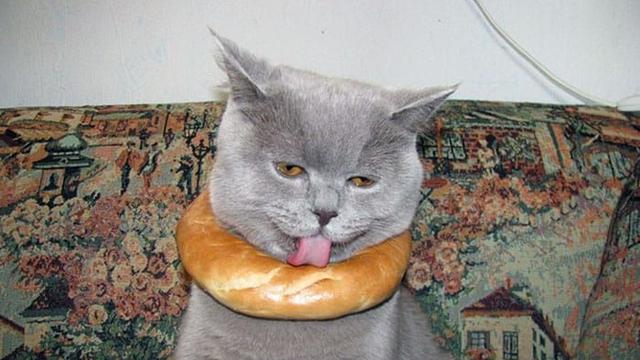 10 Potret Nyeleneh Kucing Tersangkut Waktu Usil, Penampakannya Bikin Nyengir