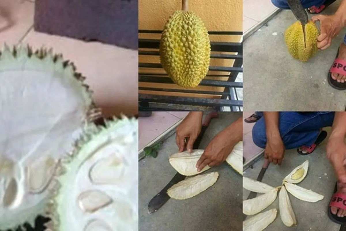 6 Momen Apes saat Mau Makan Durian Ini Tak Sesuai Ekspektasi