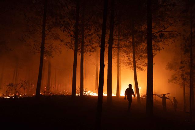 Kebakaran Hutan Chile, Otoritas Setempat Tetapkan Status Darurat