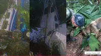 Jadi korban kecelakaan pesawat, 4 anak salah satunya seorang bayi 11 bulan ditemukan hidup  di hutan Columbia setelah 2 minggu. Sumber: Siakapkeli