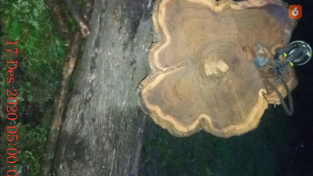 Penampakan pohon jati yang telah ditebang oleh para pembalak liar di hutan petak 6024 RPH Jomblang, BKPH Nglobo, Sub KPH Cepu Selatan (Liputan6.com/Ahmad Adirin)